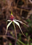 Caladenia oenochila Wine-lipped Spider-orchid4